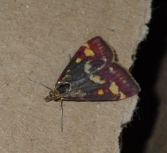 Pyrausta purpuralis