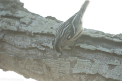 Mniotilta varia