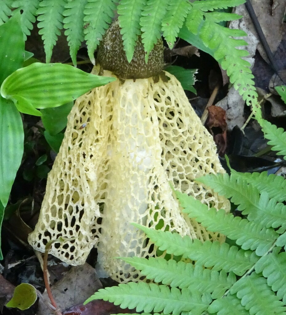 Phallus lutescens · August 2022 · photo: © casperrex (iNaturalist, cc-by)
