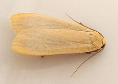 Eilema