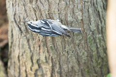 Mniotilta varia