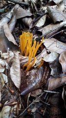 Fungi