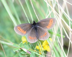 Erebia