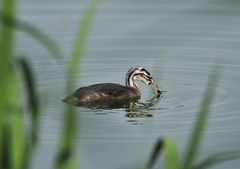 Podiceps cristatus