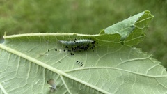 Xanthodes transversa