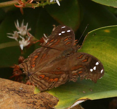 Junonia natalica