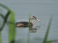 Podiceps cristatus