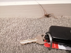 Pleioplectron simplex