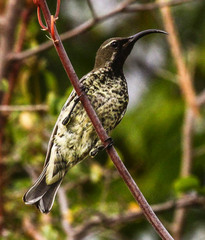 Chalcomitra amethystina