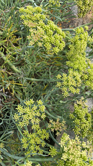 Crithmum maritimum
