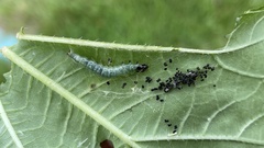 Xanthodes transversa