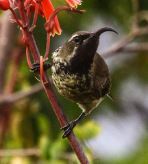 Chalcomitra amethystina