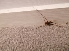 Pleioplectron simplex