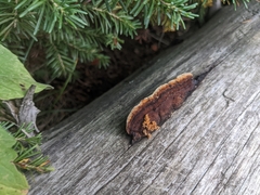 Gloeophyllum sepiarium