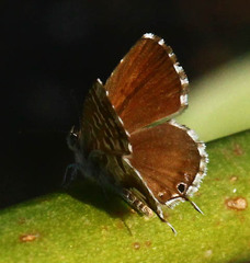 Cacyreus marshalli