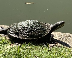 Emydura macquarii