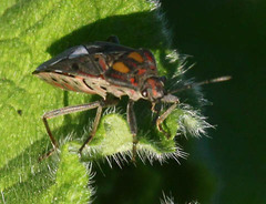 Spilostethus pandurus elegans
