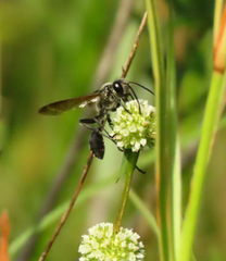 Isodontia