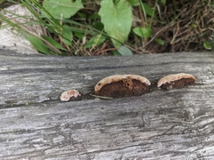 Gloeophyllum sepiarium