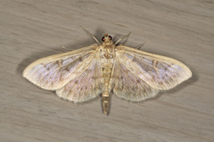 Herpetogramma aquilonalis