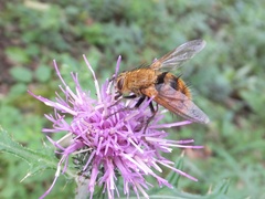 Tachininae