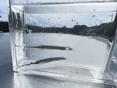 Zenarchopterus dunckeri