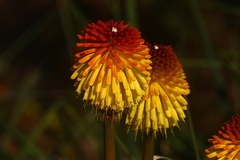 Kniphofia uvaria