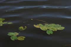 Nuphar pumila
