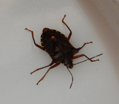 Pentatoma rufipes