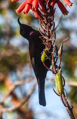 Chalcomitra amethystina