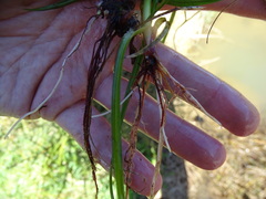 Cyperus congestus