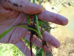 Cyperus congestus