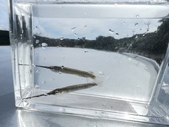 Zenarchopterus dunckeri