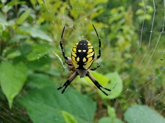 Argiope aurantia