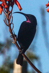 Chalcomitra amethystina