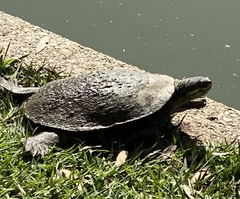 Emydura macquarii