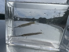 Zenarchopterus dunckeri