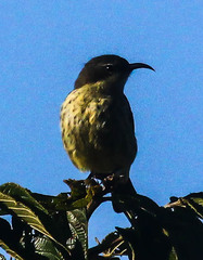 Cinnyris bifasciatus