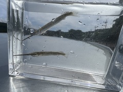 Zenarchopterus dunckeri