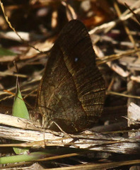 Brakefieldia perspicua