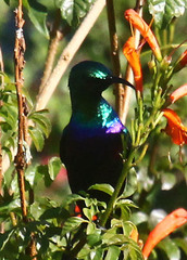 Cinnyris bifasciatus