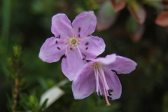 Rhodothamnus chamaecistus