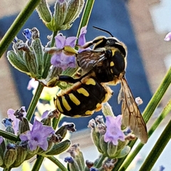 Anthidium florentinum