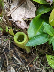 Nepenthes ampullaria