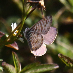 Leptotes