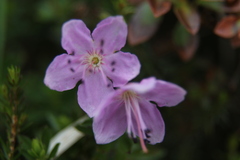 Rhodothamnus chamaecistus