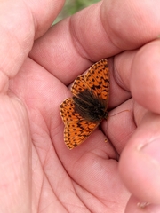 Boloria alaskensis