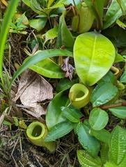 Nepenthes ampullaria