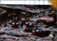 Trichia botrytis