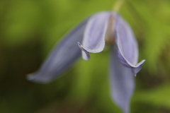 Clematis alpina